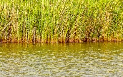 Opere per la sicurezza idraulica sul Bacchiglione a valle di Longare