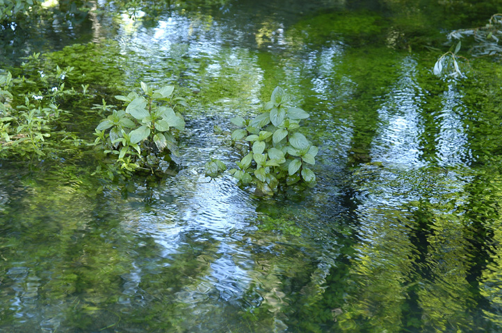Conclusi i lavori di sistemazione della risorgiva Fontanon del Diavolo