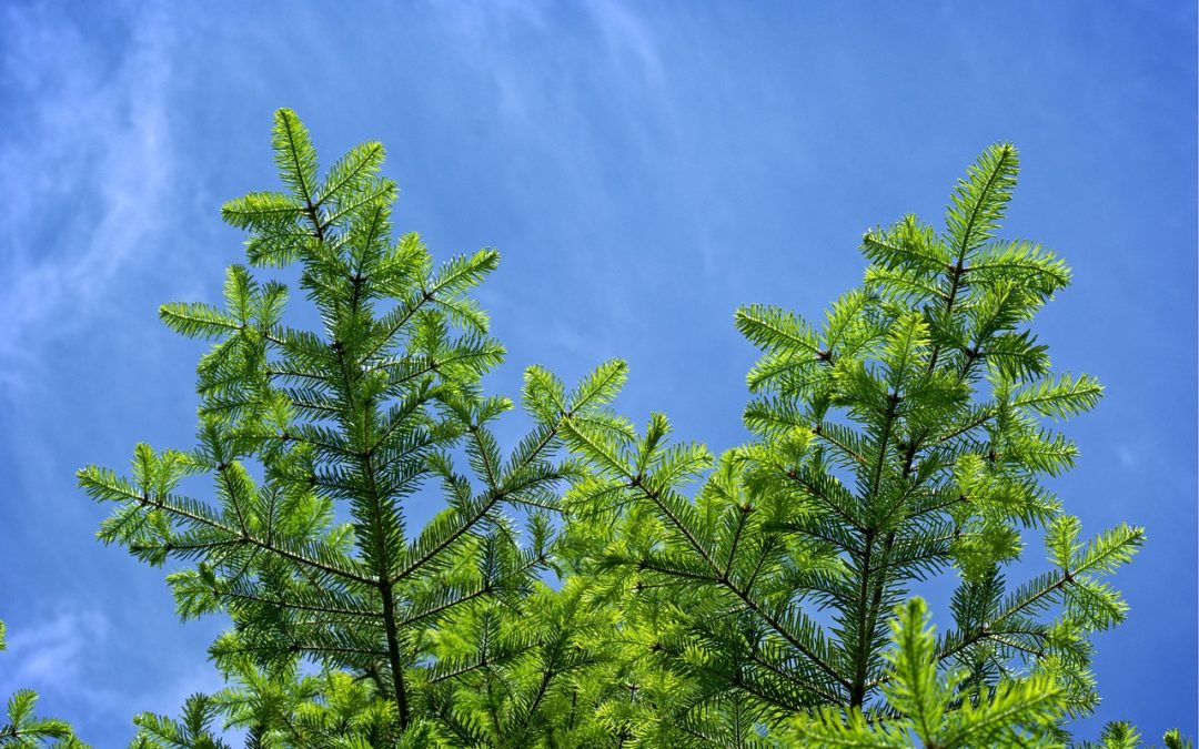 Basta qualche click per piantare gli alberi!
