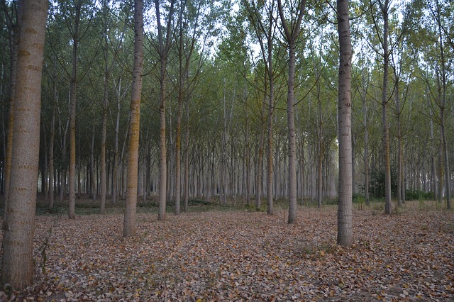 In Italia aumentano gli alberi, ma diminuiscono i terreni agricoli e i pascoli