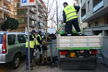 Amia Verona pianterà 350 alberi per una città sempre più verde