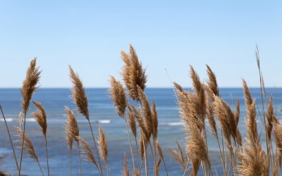 Il progetto europeo Wetnet a favore della laguna di Caorle