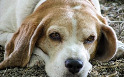 Al Rifugio San Francesco di Presina e al Rifugio di Rubano coperte e cibo per cani raccolti da Etra