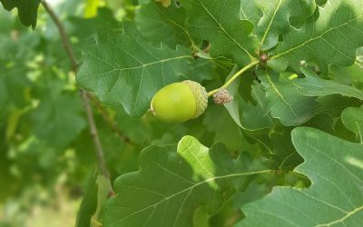Un progetto di Ascotrade per la riqualificazione del territorio