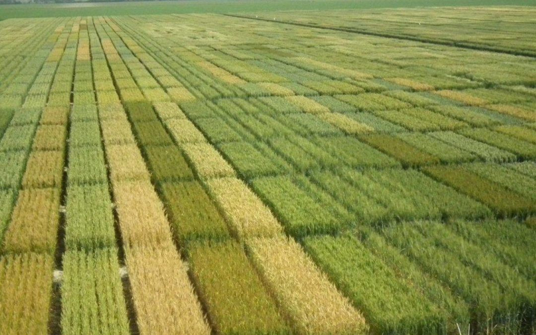 Eccellenze: è in arrivo il 6° Festival delle DOP