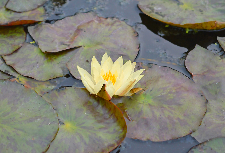 La settimana nazionale della bonifica in Veneto: quattro tour nel trevigiano