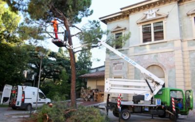 Gli interventi settimanali di potatura degli alberi a Verona