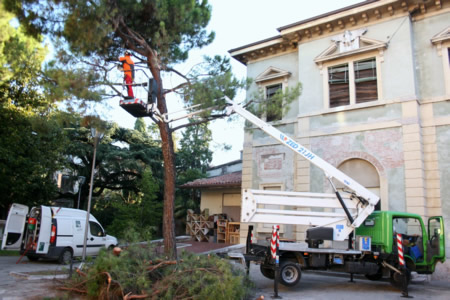 Gli interventi settimanali di potatura degli alberi a Verona