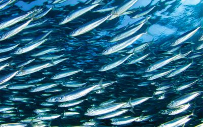 Un progetto italo-croato per promuovere la pesca sostenibile
