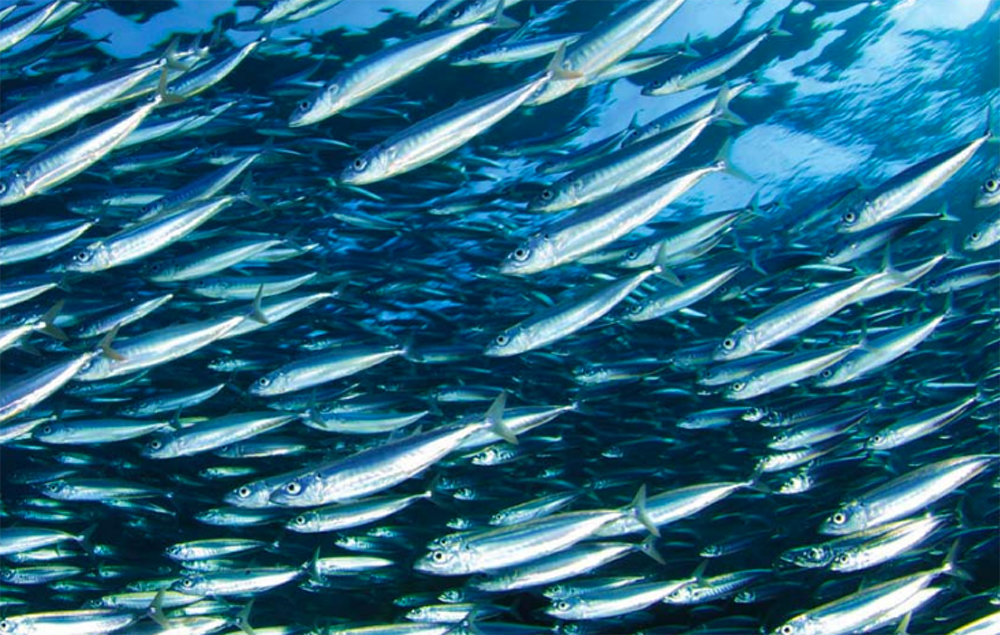 Un progetto italo-croato per promuovere la pesca sostenibile