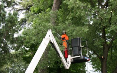 Verde pubblico a Verona: interventi settimanali di potature alberi