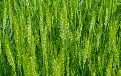 Si conclude il 21 giugno la Conferenza regionale dell’agricoltura e dello sviluppo rurale