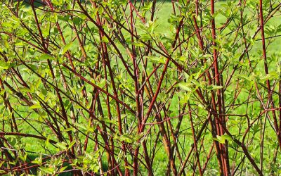 Una settimana alla scoperta nella natura sui Colli Euganei