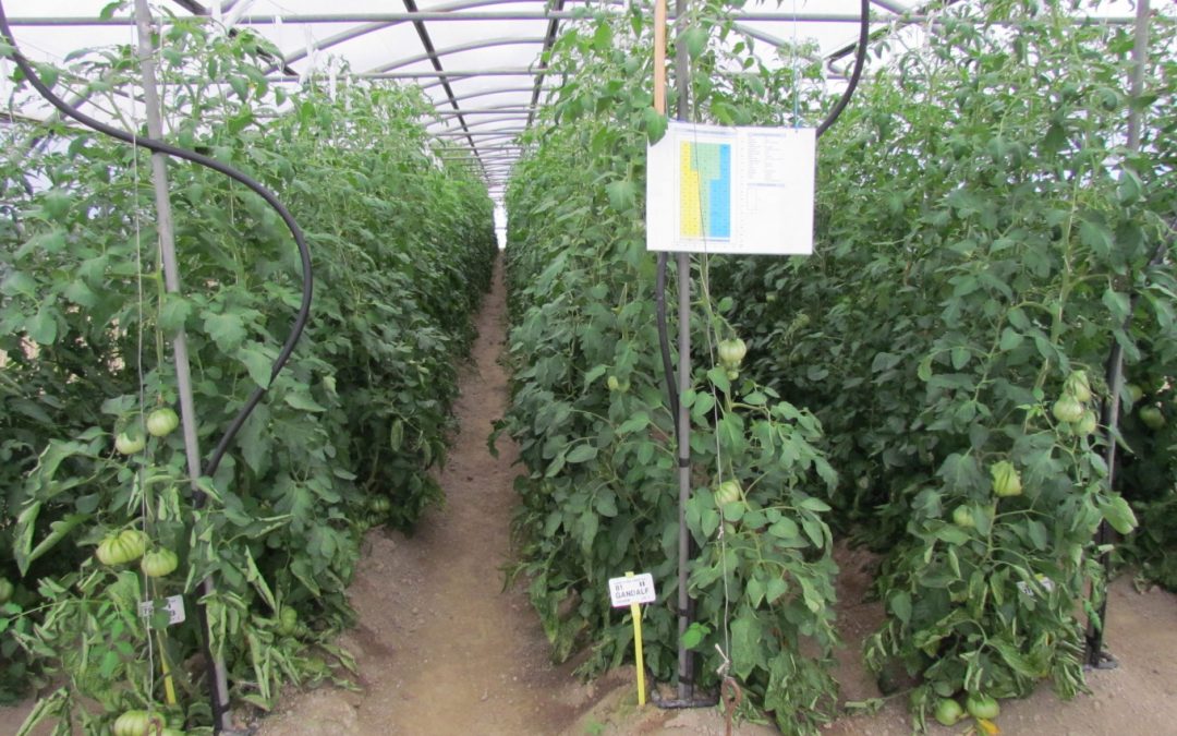 Rosolina: Giornata Aperta orticola a Po di Tramontana