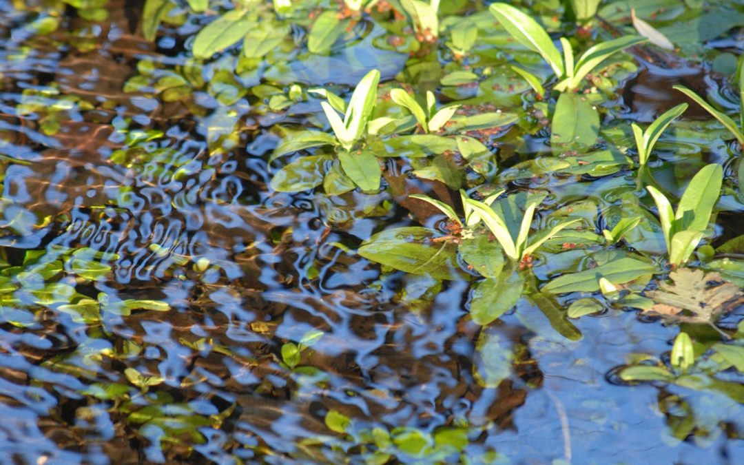 Consorzio Acque Risorgive e Lipu collaborano per valorizzare la biodiversità