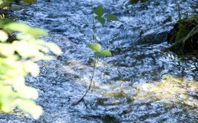 Il Consorzio di bonifica Brenta ha approvato il Bilancio ambientale