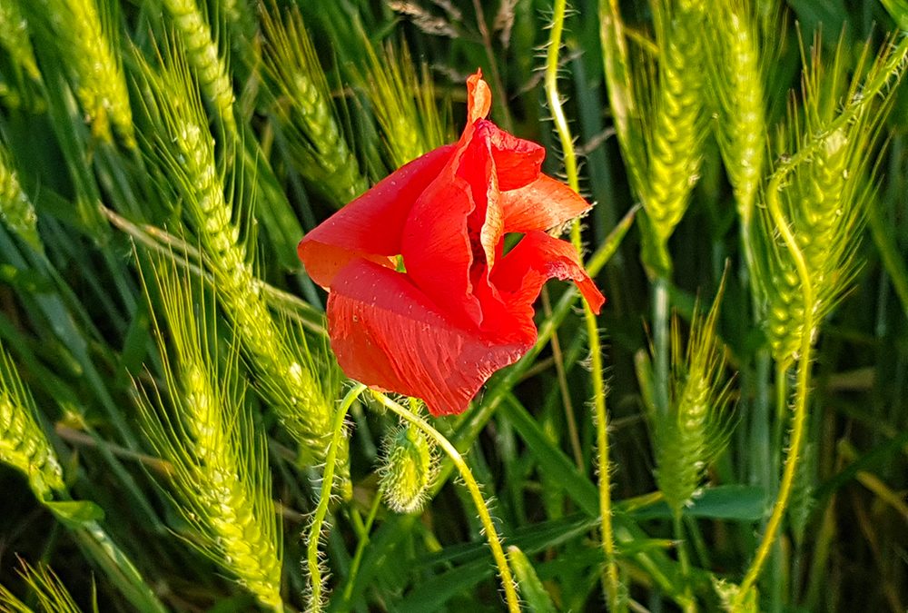 Il Consorzio di bonifica Veneto Orientale presenta i progetti irrigui finanziati