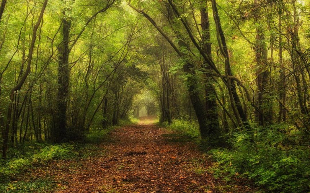 A bosco Nordio la natura si fa arte