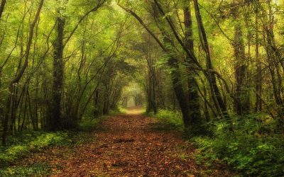 A bosco Nordio la natura si fa arte