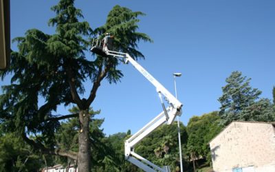 Gli interventi settimanali di potature degli alberi a Verona