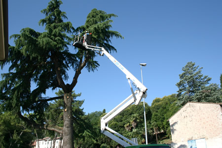 Gli interventi settimanali di potature degli alberi a Verona