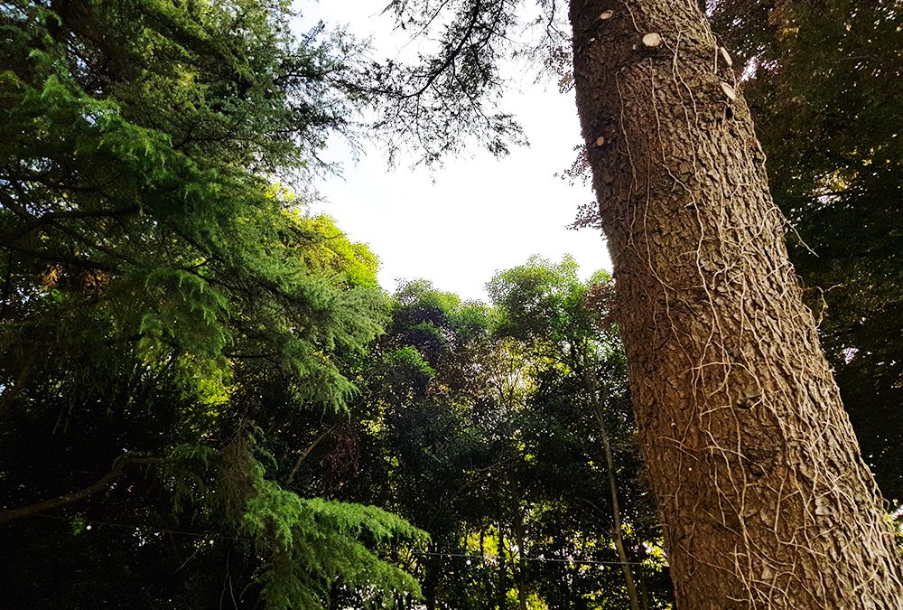 20 mila alberi saranno piantumati a Padova