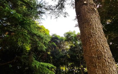 20 mila alberi saranno piantumati a Padova