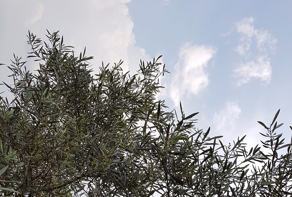 Il Comune di Verona fornisce piante gratis per aumentare il verde in città