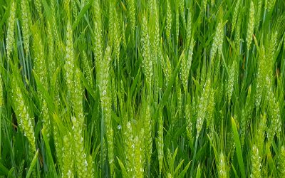 All’Arpav menzione speciale al Premio CompraVerde