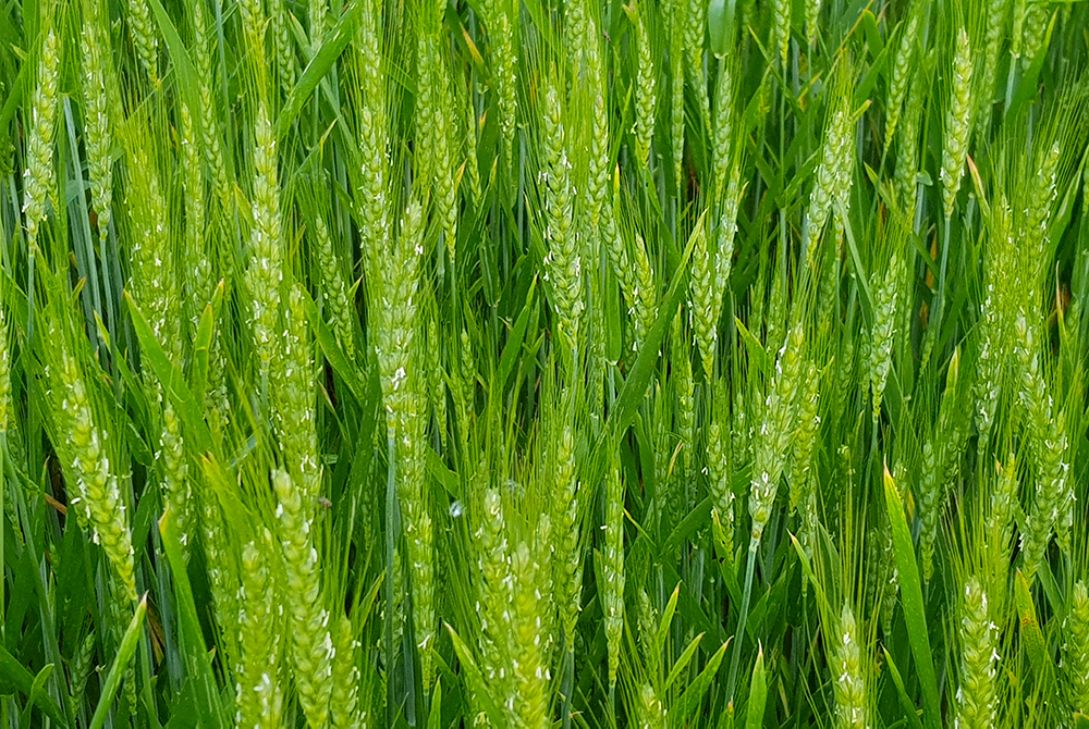 All’Arpav menzione speciale al Premio CompraVerde