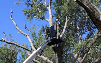 Gli interventi settimanali di Amia Verona per la potatura degli alberi