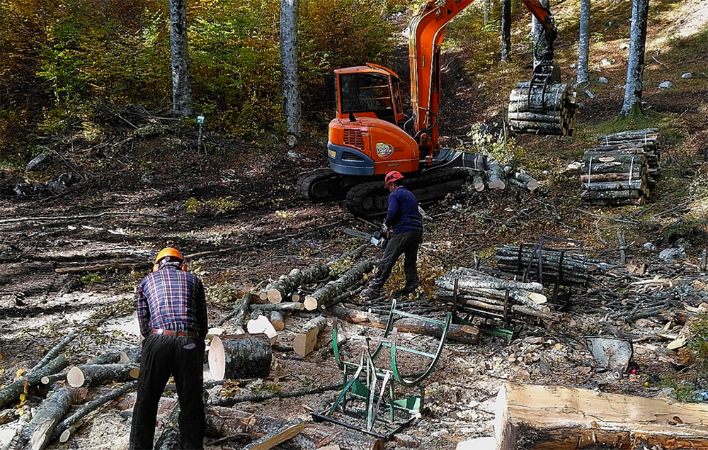 Veneto Agricoltura: in arrivo 63 nuovi operai forestali