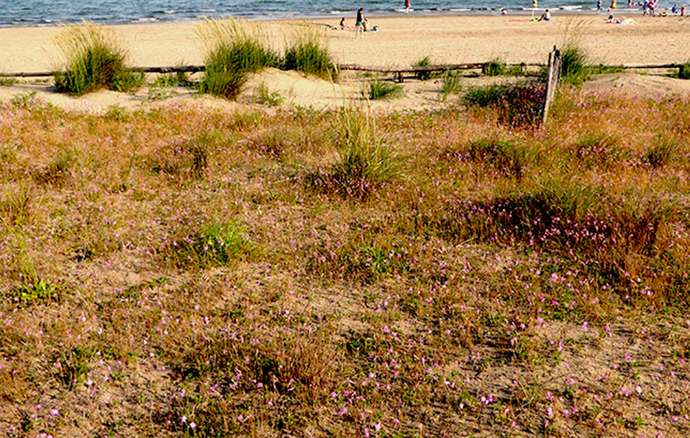 Habitat dunali: un focus per conoscerli il 13 settembre a Chioggia