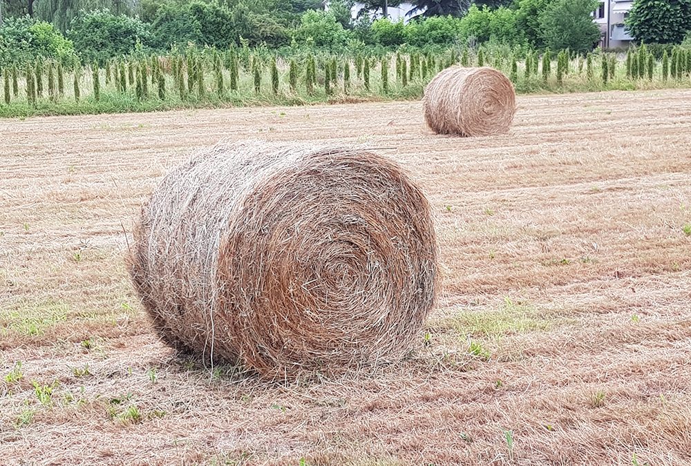 Tutela della salute: nuove regole per l’utilizzo dei prodotti fitosanitari in agricoltura