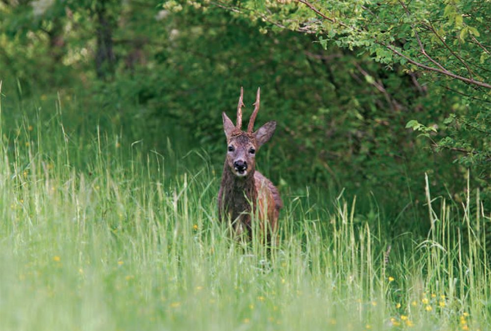 Ambiente Informa: i rischi per le specie di animali più comuni