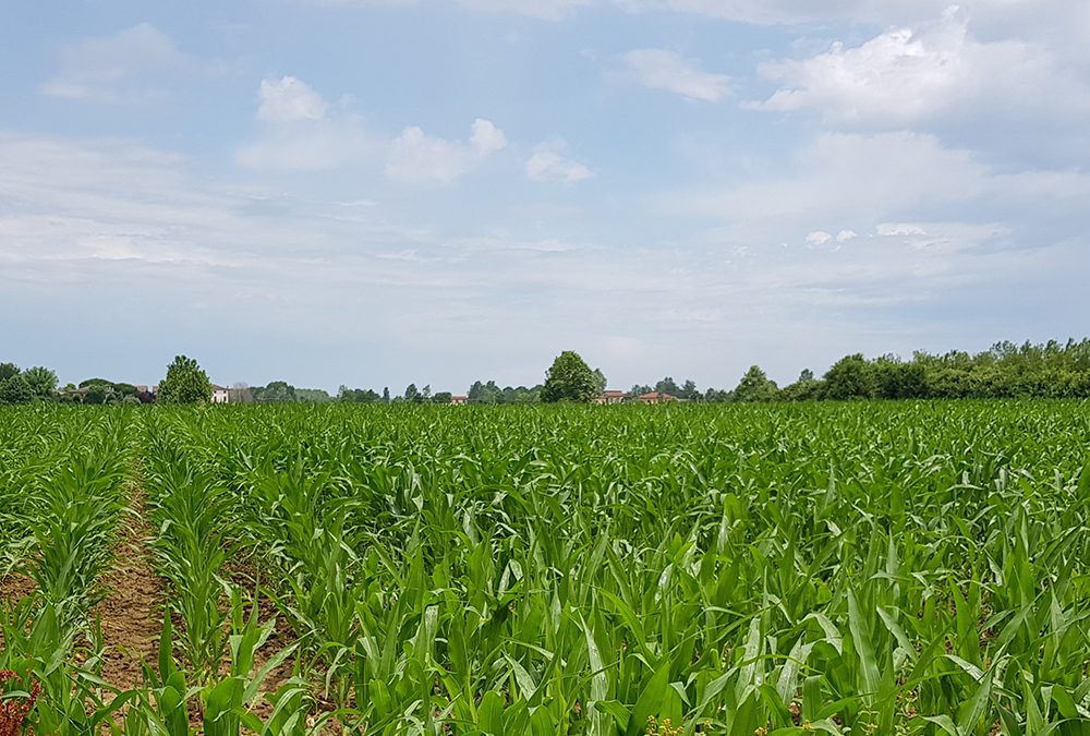 Consiglio di Bacino Verona Nord: come smaltire i rifiuti di origine agricola