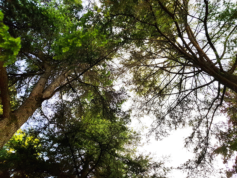 Criteri ambientali e sostenibilità del verde pubblico in convegno a Padova Fiere