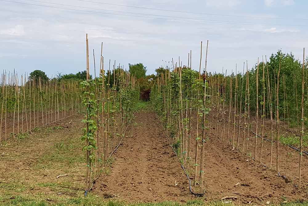 Programma di sviluppo rurale del Veneto: 7 nuovi bandi