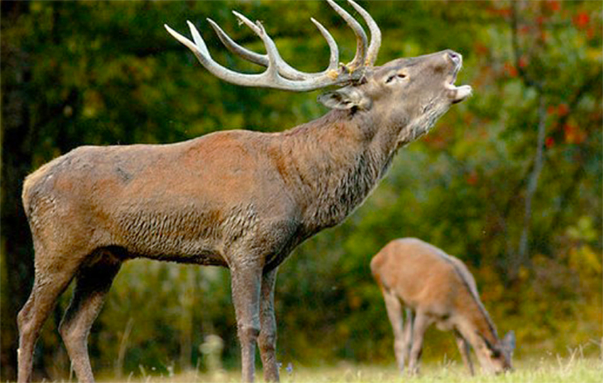 Veneto Agricoltura invita a rispettare il bramito dei cervi in Pian Cansiglio