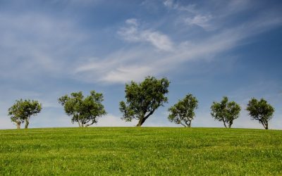 Un bosco di 100 alberi è il premio del concorso per le scuole primarie varato da Ascotrade