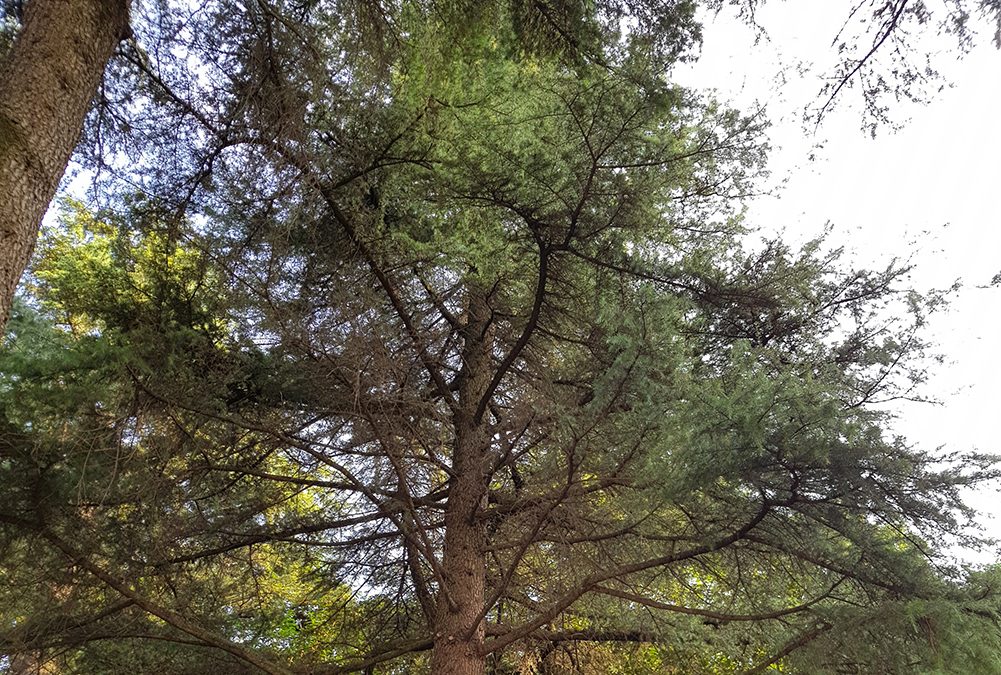 Cinque nuove iniziative per la qualità della vita promosse dalla Provincia di Treviso