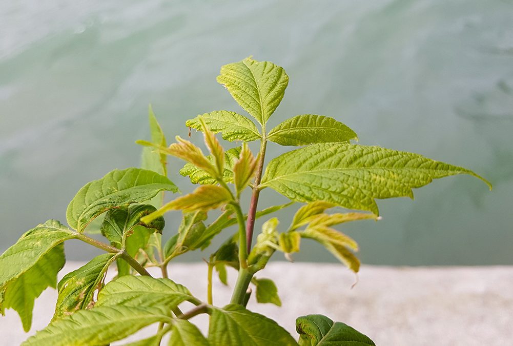 Un nuovo numero della newsletter Ambiente Informa è stato diffuso oggi. E’ pubblicato sul sito del SNPA