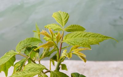 E’ uscito il numero 248 della newsletter Ambiente Informa edita dal SNPA