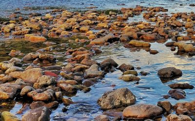 Iniziano domenica prossima le piantumazioni per creare il nuovo “Bosco Fontaniva” nel cuore del Parco Fiume Brenta