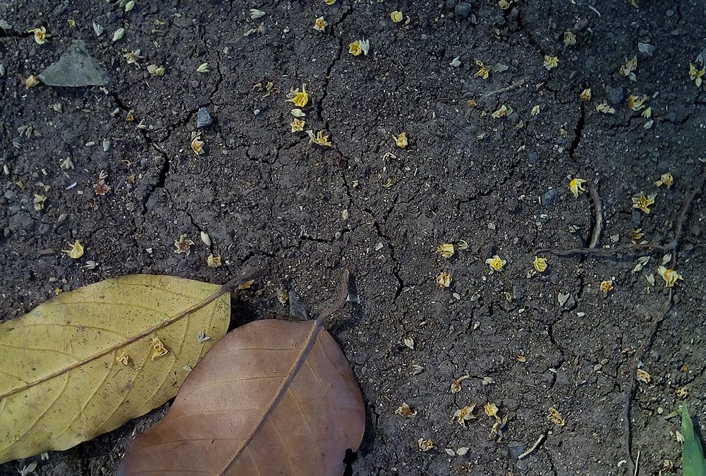 Arpav presenta lo studio aggiornato sui metalli e metalloidi nel suolo del Veneto