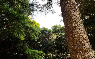 La Provincia di Padova vara il progetto “Bosco Vivo” per la qualità dell’ambiente
