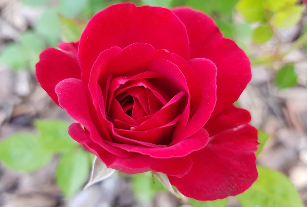 SNPA ha pubblicato e diffuso un nuovo numero della newsletter Ambiente Informa