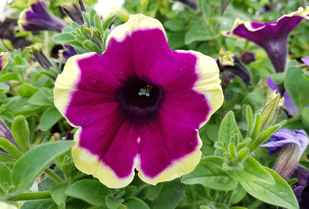 Disponibile on line la newsletter Ambiente Informa diffusa da SNPA