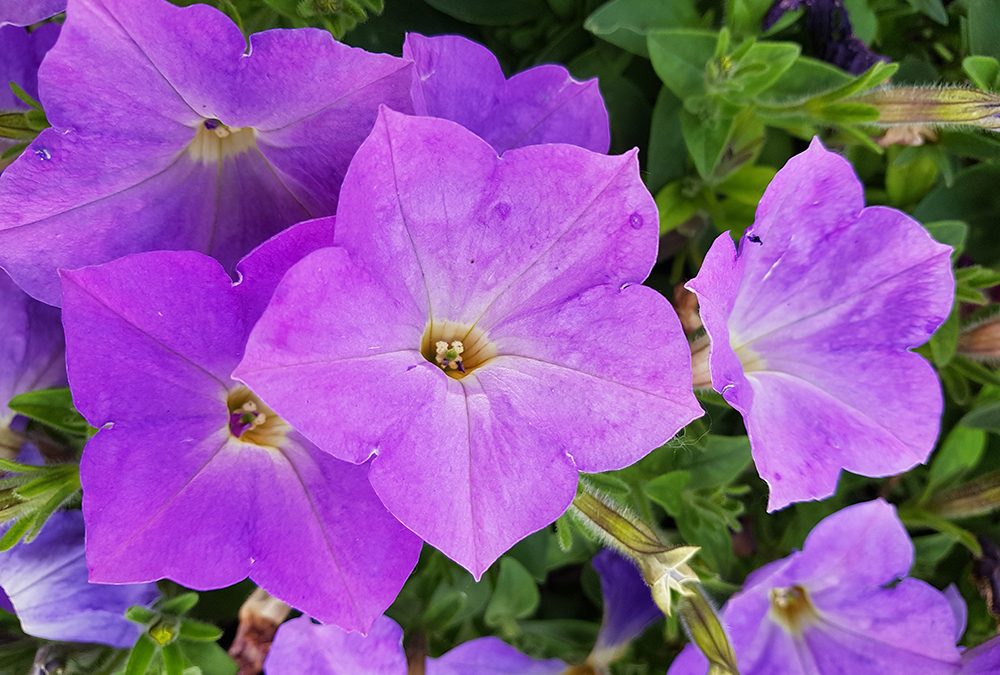 E’ uscito il numero 253 della newsletter Ambiente Informa edita dal SNPA