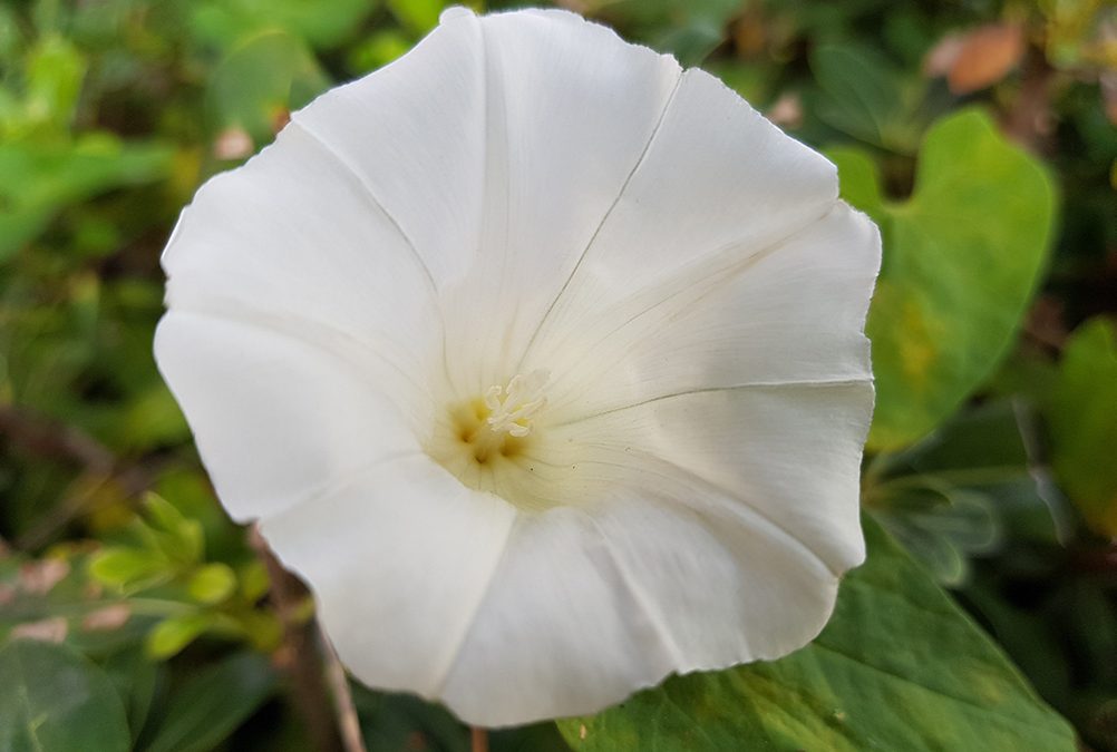 Disponibile on line la newsletter Ambiente Informa diffusa da SNPA